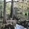 cypress, fisheating creek