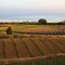 Bayliss Lavender Farm