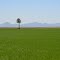 Palm tree and rice field, Richvale, CA