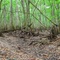 cypress swamp, Starkey Wilderness Park, Florida (6-6-2007)