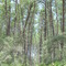 old dade city road, Starkey Wellfield, Florida (7-25-2007)