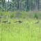 wild turkey, north Pasco wellfield, Florida (7-10-2007)