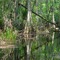 Anclote river, at ford just upstreem from  sandy branch (8-15-2007)