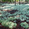 Lichen forest, Starkey Wilderness Park, Florida (8-30-2007)