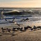 Seagulls who were not bothering anyone