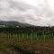 Sembradio de Naranjos en Aragua de Maturín
