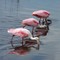 Roseate Spoonbills  100_9528