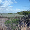 Salt marsh view