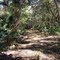 Road/Trail Through The Woods