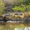Alligator, Merritt Island Wildlife Refuge, Florida