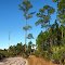 Tall Pine Trees Along White Blazed Road/Trail