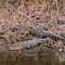 three Baby alligators (Merrit Island National WiIdlife refuge)