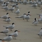 Terns gathering on the beach