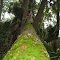 Green Trunk