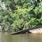 Bateau échoué dans le Delta de l'Orenoque
