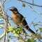 the bird