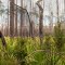 Florida Pinelands