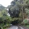 Bosque Via el Hatillo