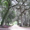 Trees and Spanish Moss