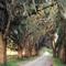 Old Trilby road, near Spring Lake, Florida (1996)