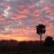 firey SUNRISE over the ridge, Spring Lake Fla (1-7-2012)