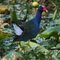Purple Gallinule