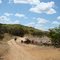 ARREO DE GANADO EN LOS LLANOS CENTRALES