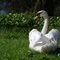 Swan Near Ocala, FL