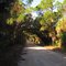 Tree Tunnel