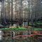 Cypress Swamp #1. Jane Green Creek