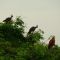 aves llaneras