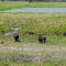 Chiguires / Tapiramas en la via de Apure