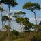 Pinus clausa (Sand pine)