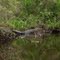 Gator in a pond