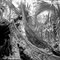 Fallen Tree. Highlands Hammock S.P., Sebring