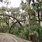 Highlands Hammock Scenic Drive