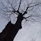 Arbol Viejo En una tarde Del Conjunto Residencial Bella Vista Country Club. 2012