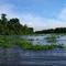 Cano recouvert de jacintes d'eau.