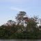 DORMIDERO DE COROCORAS EN LA LAGUNA DE TACARIGUA