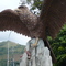El Guacharo