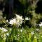 The Shoals Spider Lily ~ Hymenocallis coronaria ~ is found in the shallow, fast flowing water of river shoals along the fall line in South Carolina, Georgia, and Alabama.  These large showy white flowers only bloom from Mid-May through Early June