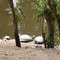avifauna, zoológica de Maracay