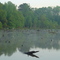 Buffalo Swamp