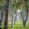 Tea Garden at Sepon