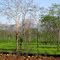 Shade trees and tea plantation