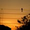 Bird on a wire