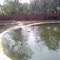 HIPPO