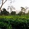 Tea Garden