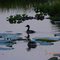 Water Birds