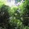 Bush jungle
